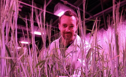 A man looks through tall grassy plant stalks in a room with pink lighting